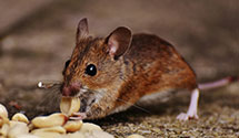 24 Hour & Emergency Exterminators in West Baldwin, ME